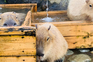 カピバラとの出会いはインターネット！私がカピバラマニアになるまで