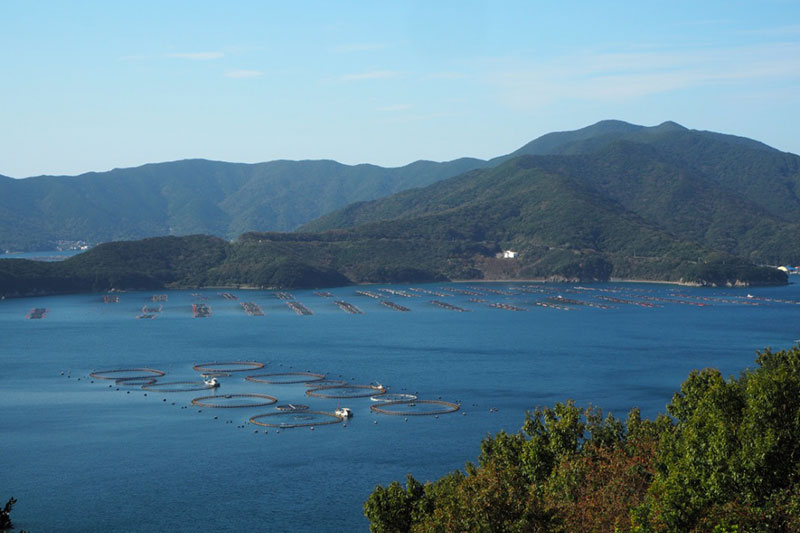 養殖場風景（愛媛県愛南町）　ウミトロン株式会社提供