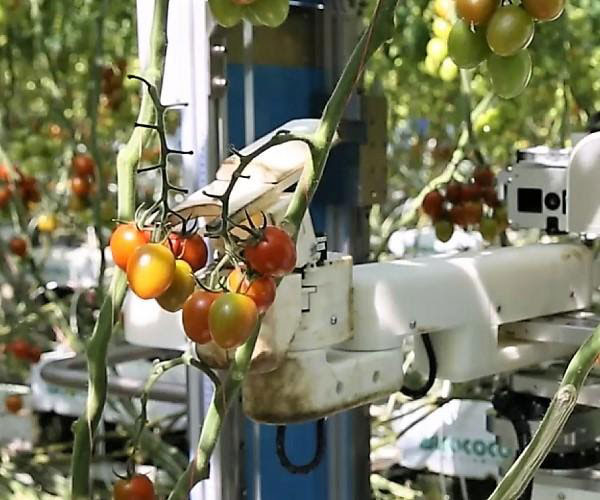 （▲出典：パナソニック株式会社 トマト収穫ソリューション～AIで農業の人手不足解消へ～トマトを自動で収穫するロボットが活躍）