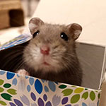 プロフィールアイコン