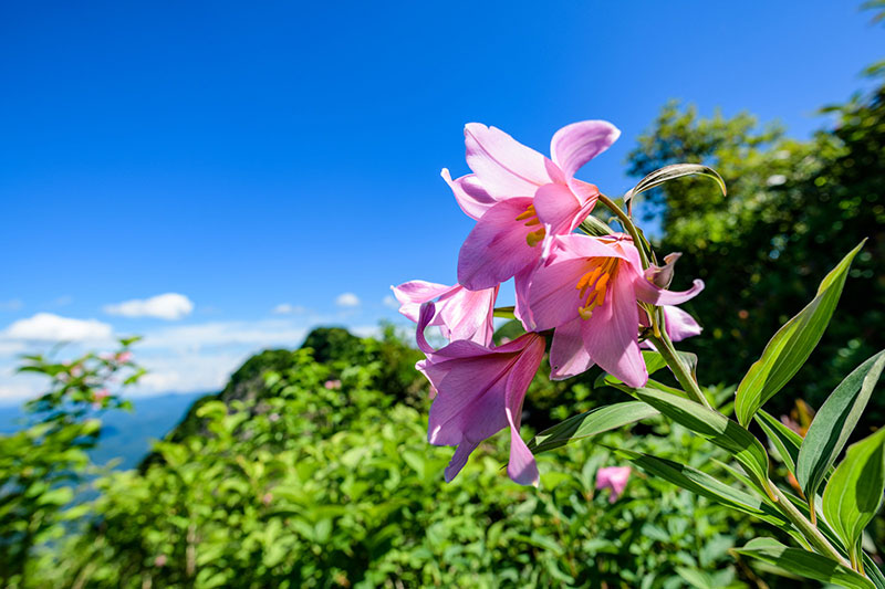 仕事をトレードして楽をする。