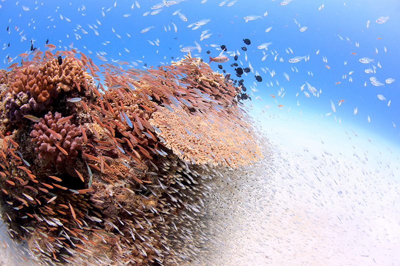 【撮影:鍵井さん】田中さんと一緒に見た阿嘉島の景色