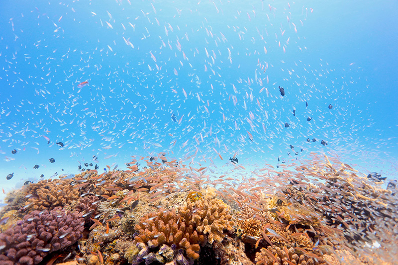 【撮影:鍵井さん】5月末の海中は、生まれたての小さなお魚が溢れていた。