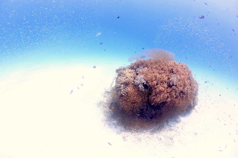 【撮影:鍵井さん】阿嘉島でも人気が高い北浜というポイントで潜る。