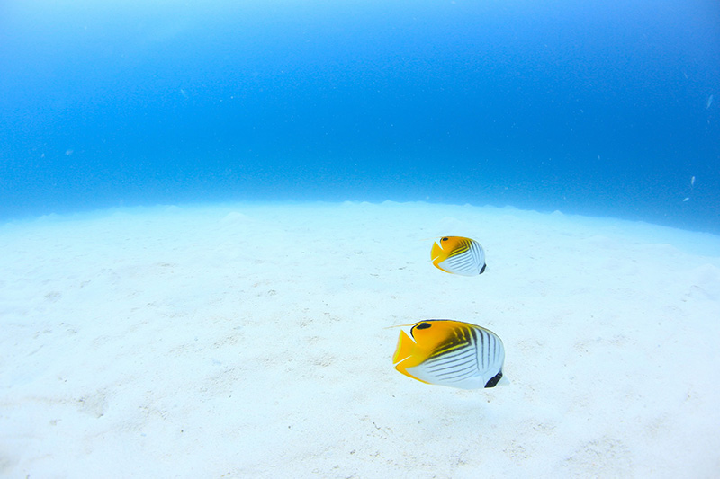 【撮影:鍵井さん】いつも並んで、一緒に泳ぐトゲチョウチョウウオ。