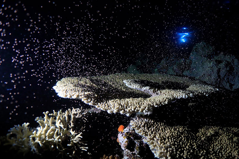 【撮影:鍵井さん】最終日の夜は、見事にサンゴの産卵に立ち会うことができた。