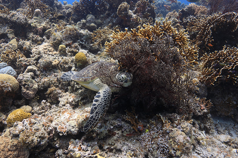 【撮影:鍵井さん】このカメさんは、いつも同じ場所で会える。