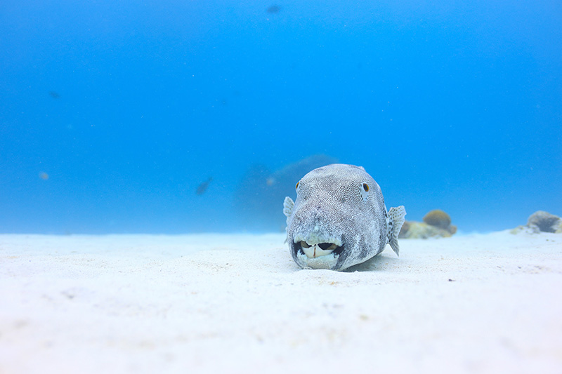 【撮影:鍵井さん】砂地で大きなフグが、よく休憩?していた、笑