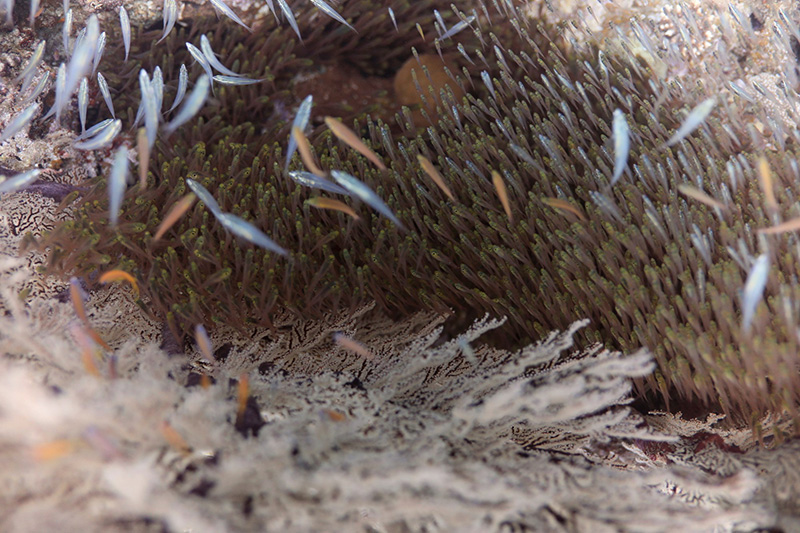 【撮影:鍵井さん】そのイソバナの景色を違う角度から撮影してみた