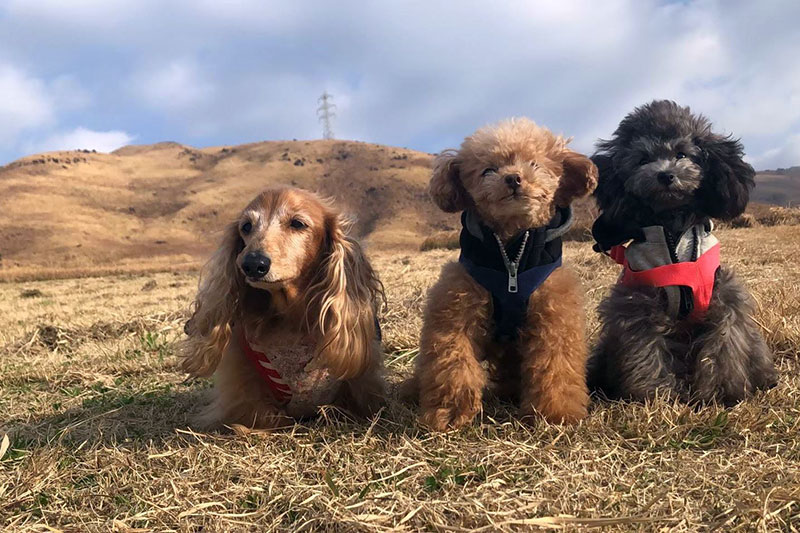 ↑実家でミニチュアダックスフンド（こころ）を1匹飼っているのと、東京に住んでいる姉がプードルを2匹（はんたとハニー）飼っていることもあり、わんこに触れる機会が多い人生です。完全に犬派です。