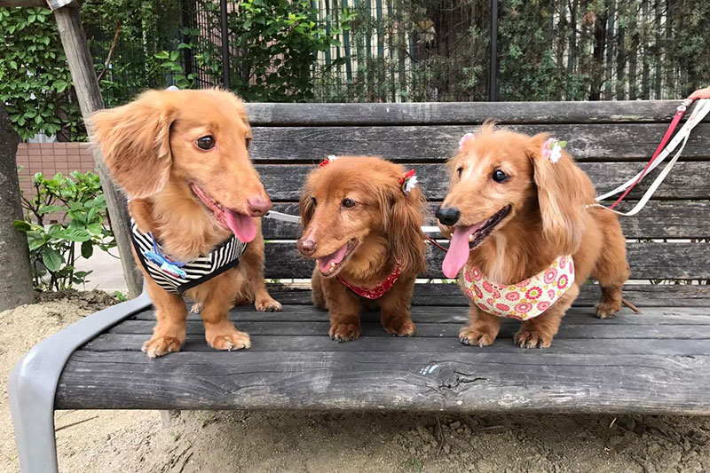 ↑左の2匹はいとこ家のショコラとまろん