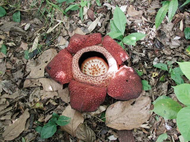 その日の課長の日報には、「怒った理由:部下が無能だったから」とだけ書いてあった。