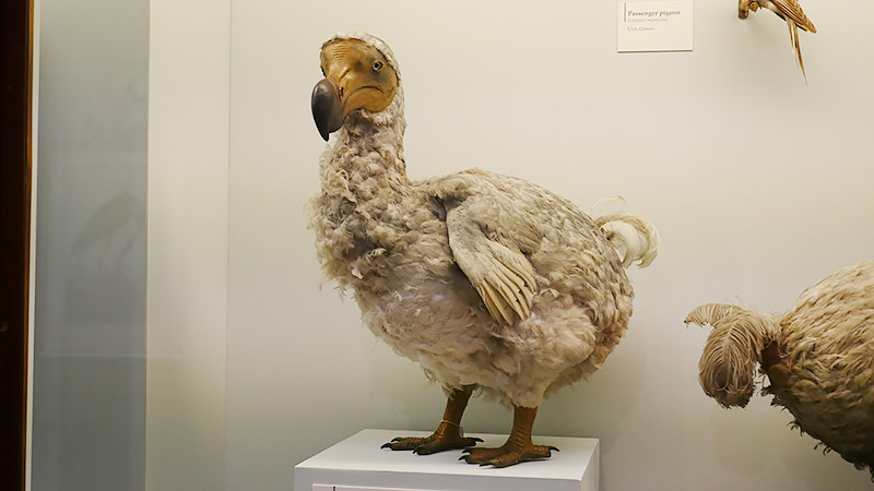 ドードーですよ!