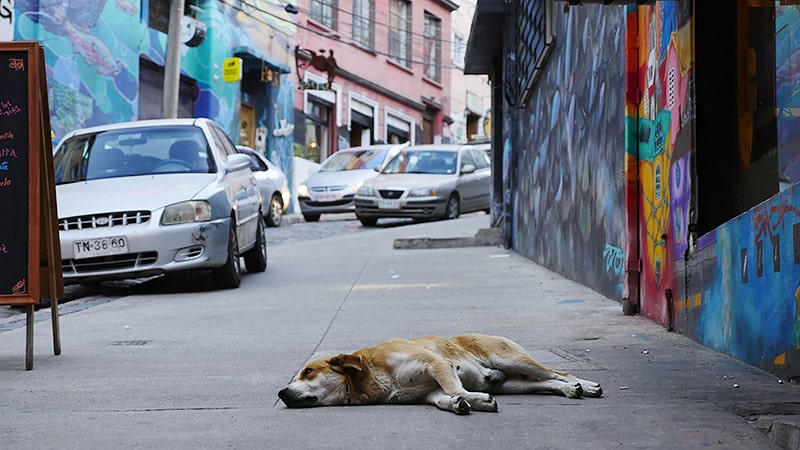 チリ、いいのよ！