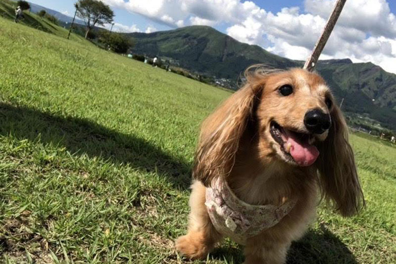 わんこのさんぽ