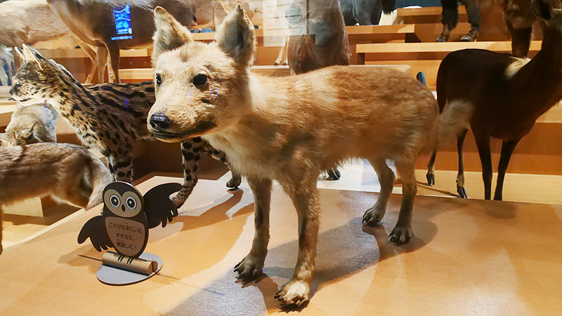 これがニホンオオカミです！