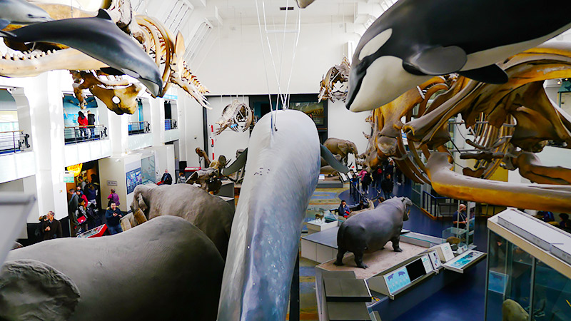 剥製がいっぱい！ 