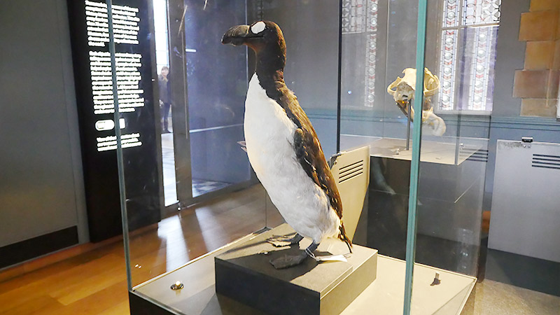 オオウミガラス 