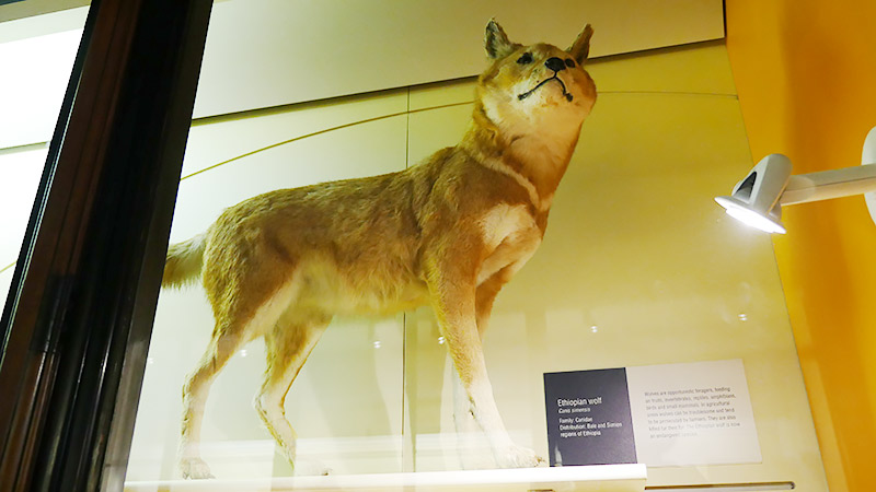 アビシニアジャッカル