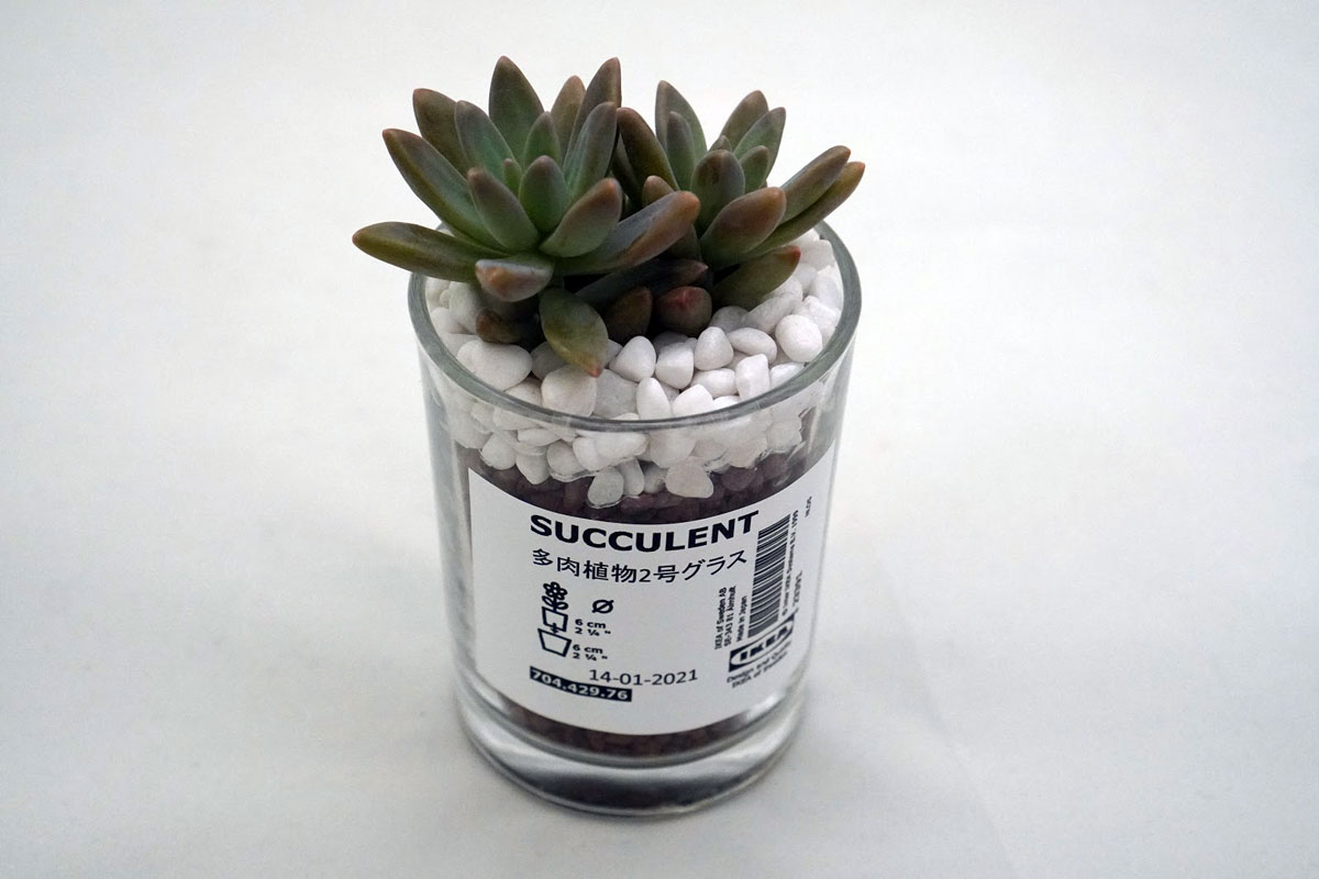 IKEA SUCCULENT 鉢植え