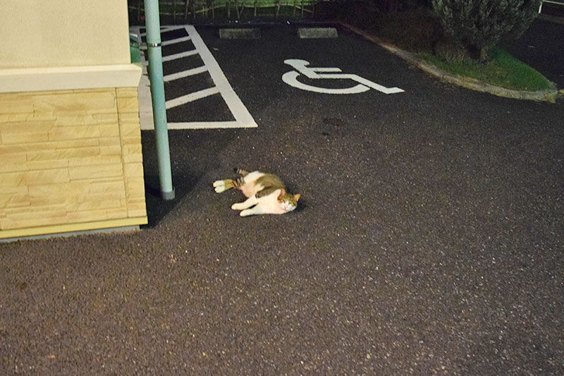 f:id:sakumaga:20191126165332j:plain 猫の写真