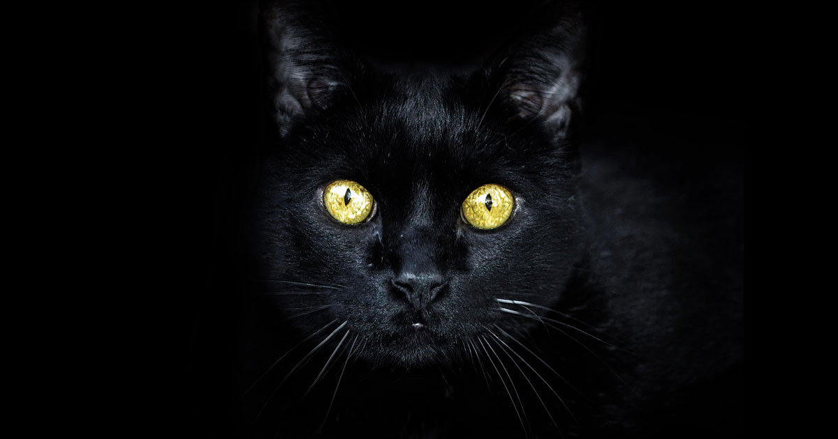 臆病な僕は「結果を見る」ことが怖かった。猫が教えてくれた向き合う勇気