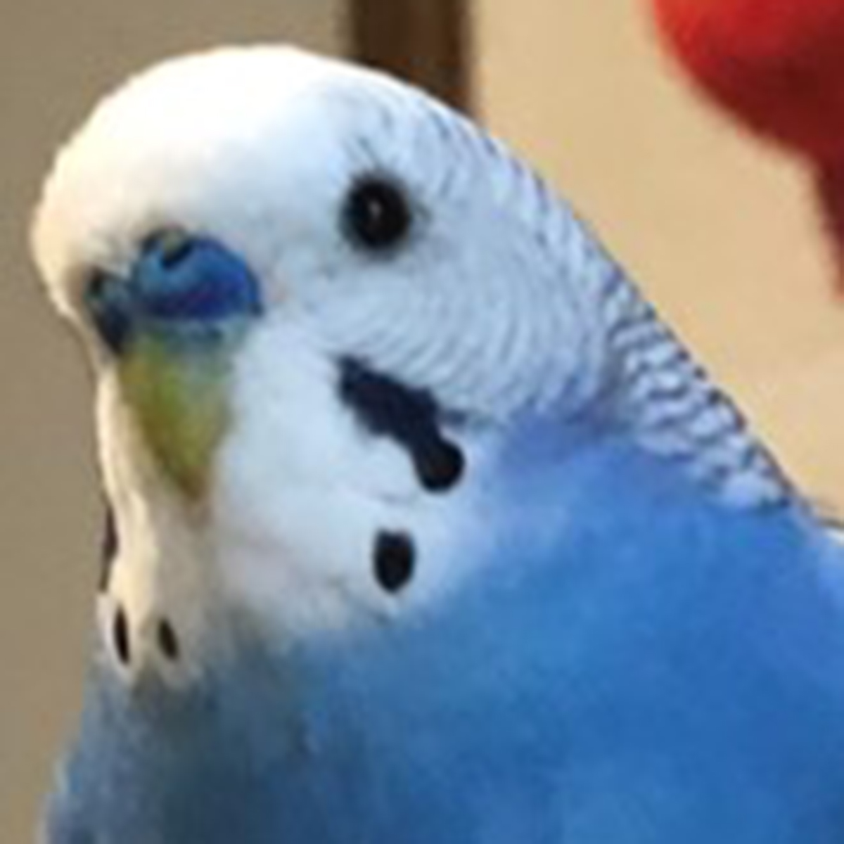 プロフィールアイコン